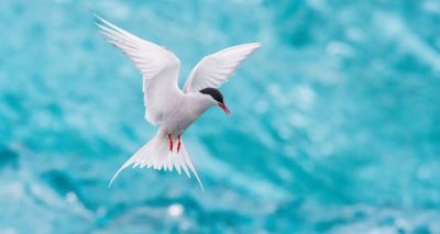 Climate change could threaten seabird populations, study finds